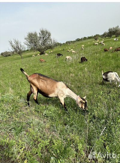 Альпийские козы с документами