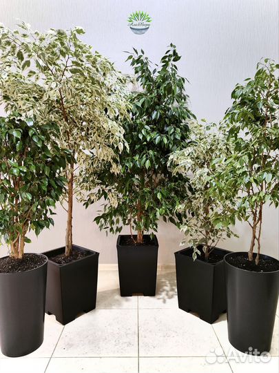 Озеленение под ключ. Алоэ Вера