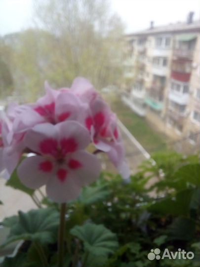 Пеларгония герань
