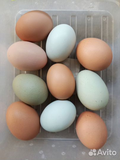 Яйцо куриное инкубационное пасхальное