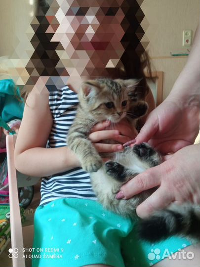 Кошки породистые