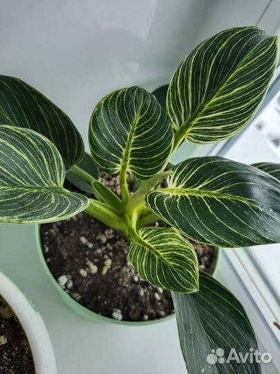 Дифенбахия, филодендрон, продаются отводки