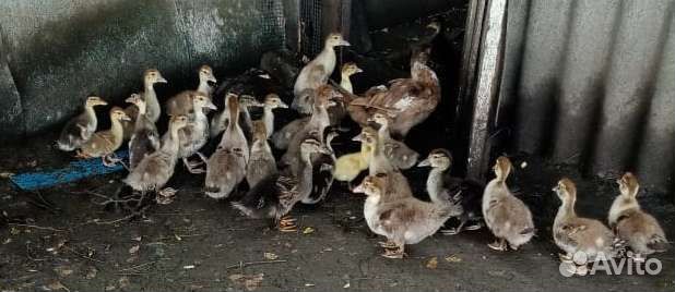 Утята Индоутка домашние