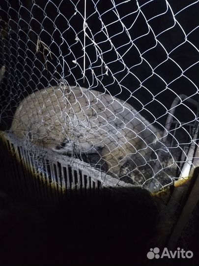 Продам кряха