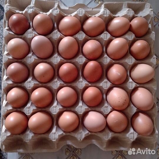 Домашние куриные яйца