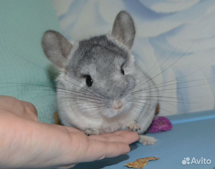 Шиншилла