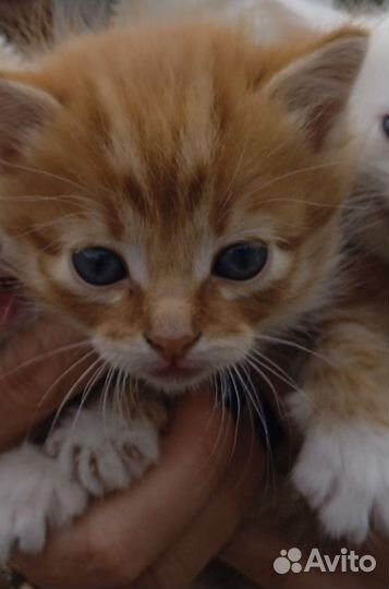 Отдам котят