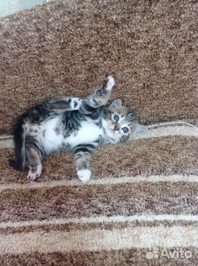 Котик в добрые ручки