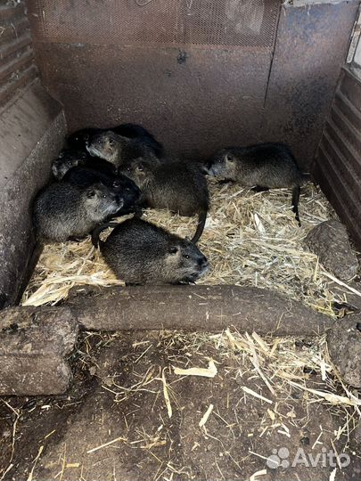 Нутрии на развод