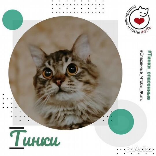 Юный котик Тинки ищет дом
