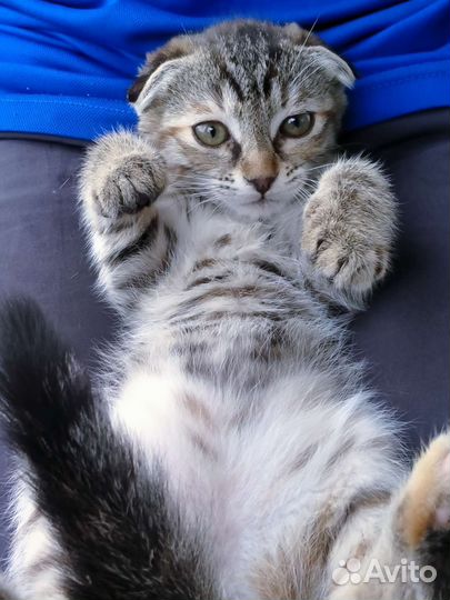 Шотландская вислоухая кошка бесплатно