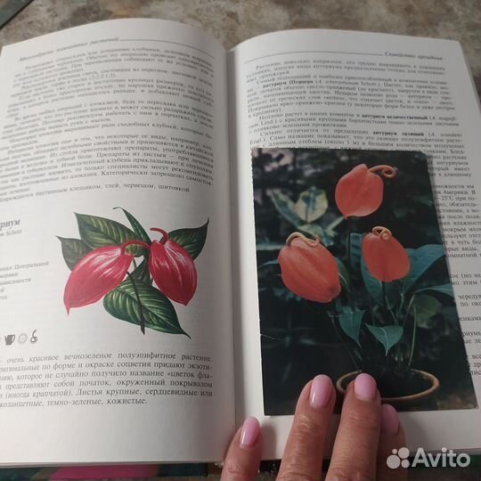 Энциклопедия комнатных растений