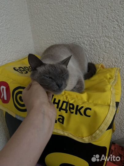 Кошка в дар бесплатно