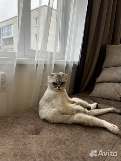 Британский кот