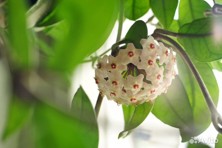 Пасимфония