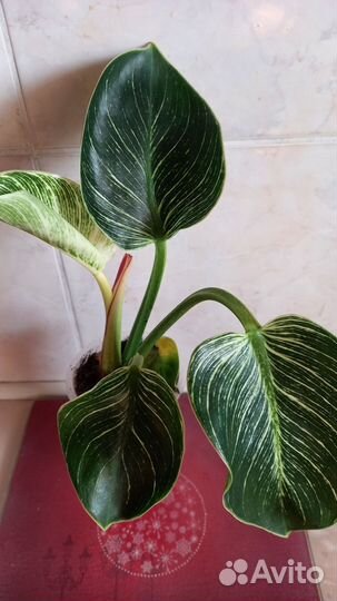 Филодендрон биркин