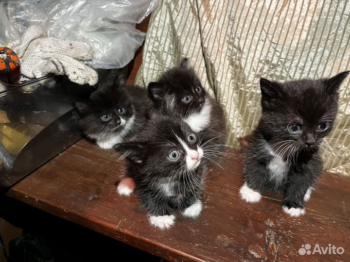 Котята черные