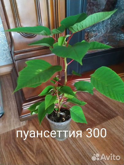 Комнатные цветы