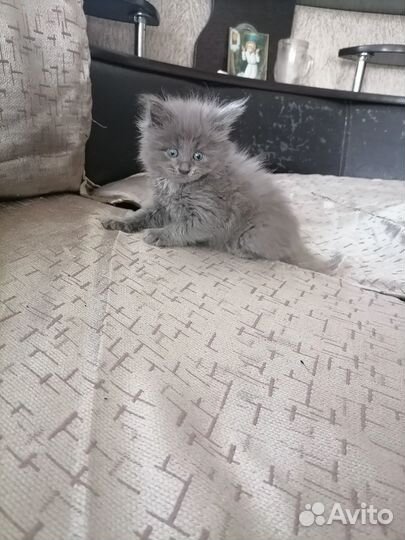 Котята мейн-кун