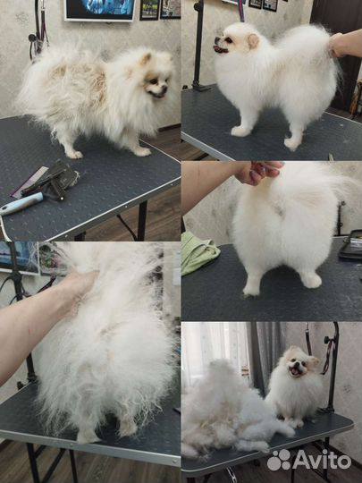 Грумер. Стрижка собак и кошек. Груминг