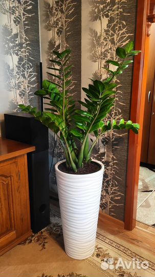 Замиокулькас