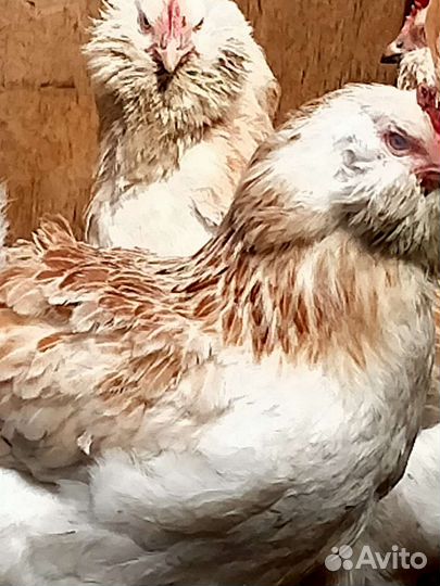 Фавероль куры