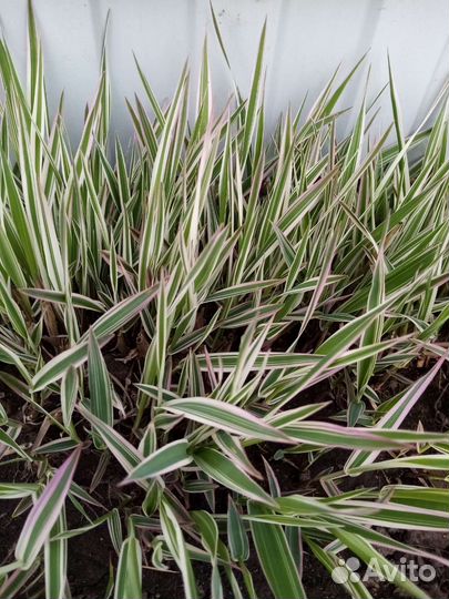 Фалярис Тростниковый