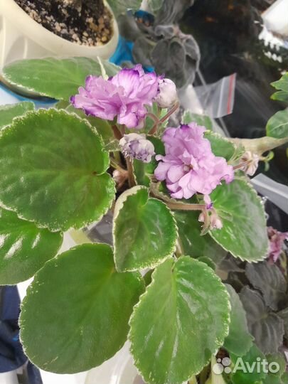 Цветущая фиалка для подарка