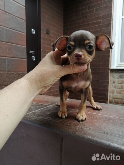 Той-терьер щенки