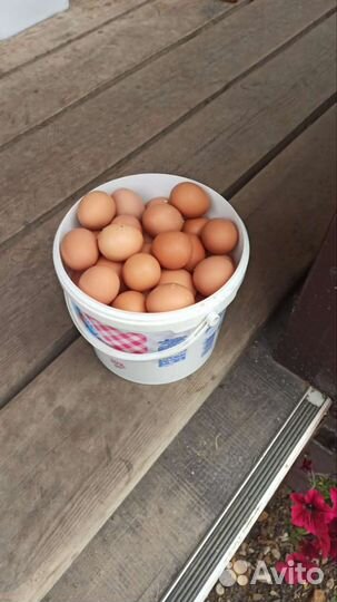 Куры молодки несушки