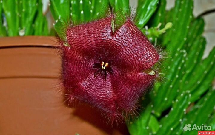 Стапелия Грандифлора. Крупноцветковая