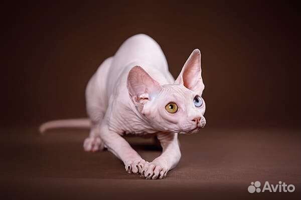 Канадский сфинкс, эльф, бамбино