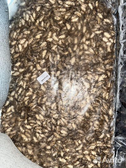 Замороженные сверчки