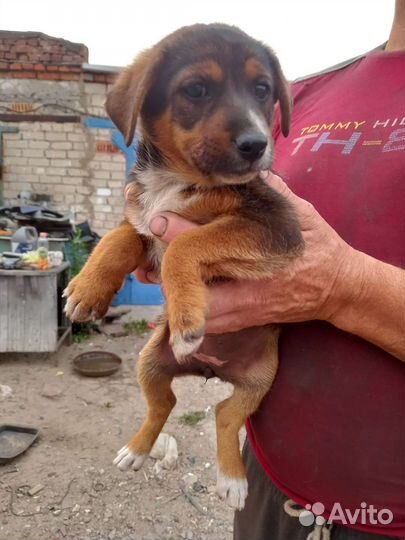 Щенята ищут приют
