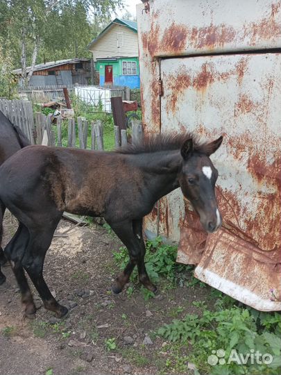 Кобылы с жеребенком