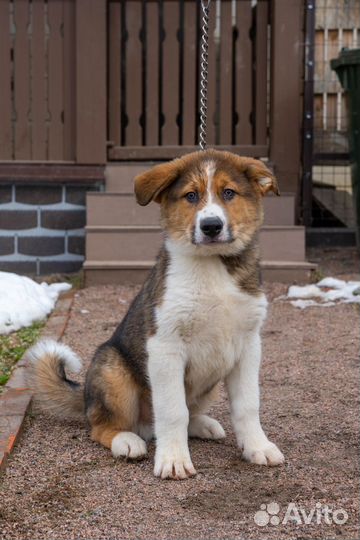 Щенки ищут дом