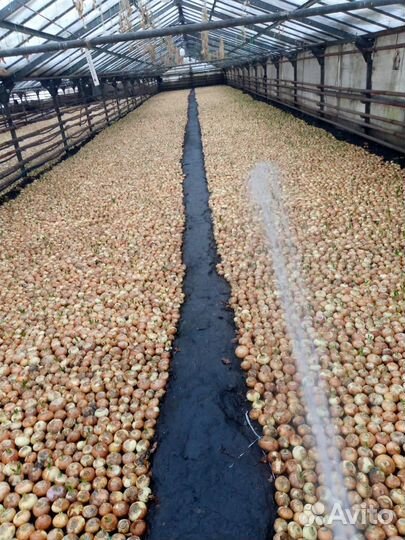 Аренда теплиц