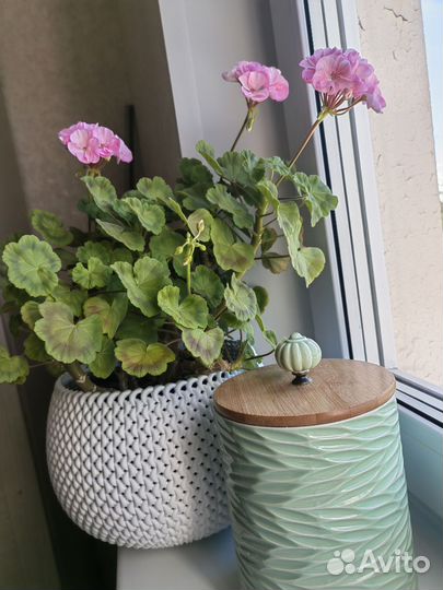 Пеларгония герань