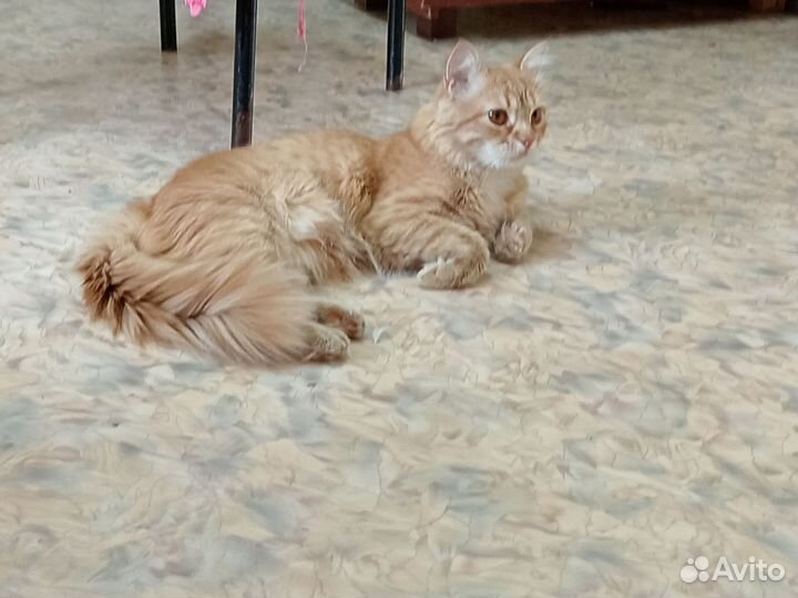 Рыжий котик