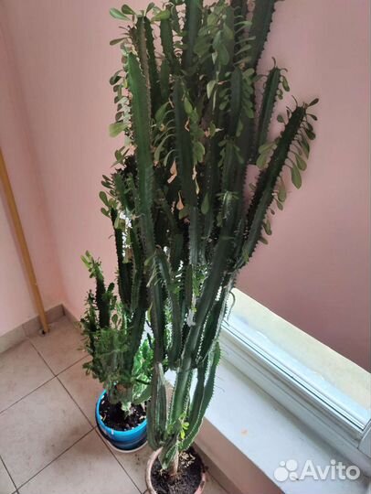 Молочай трехгранный