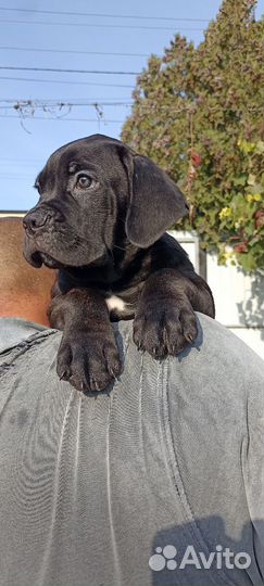 Щенки кане Корсо