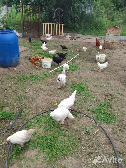 Куры и петушки 2 месячные
