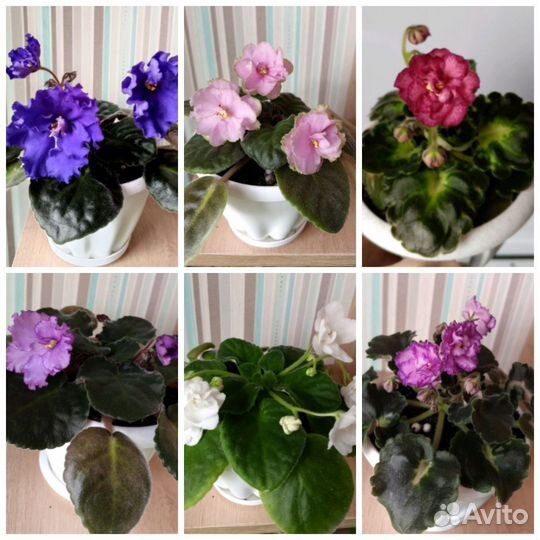 Сортовые фиалки
