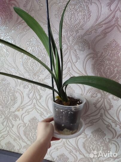 Кливия