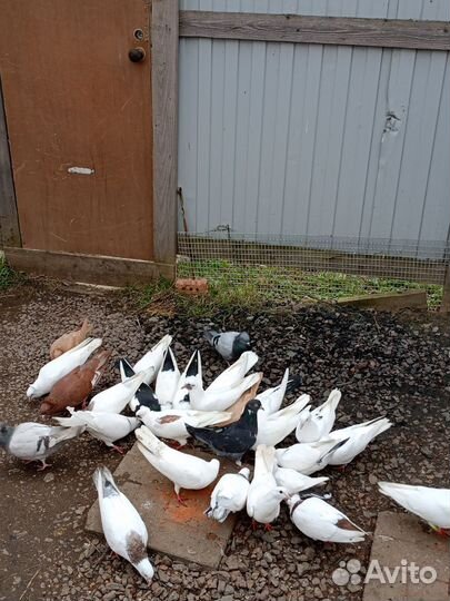 Бойные голуби