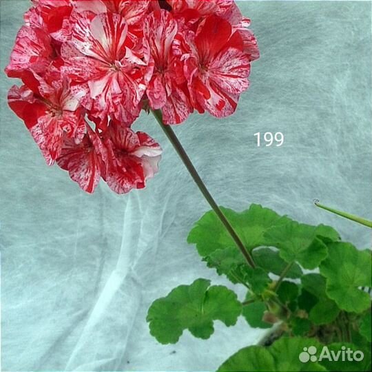 Пеларгония герань