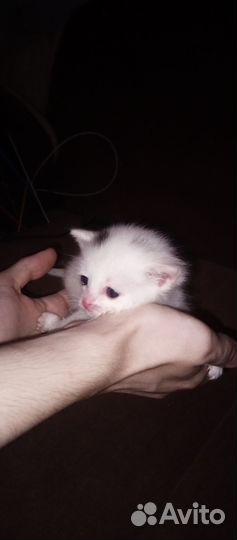 Отдам котенка