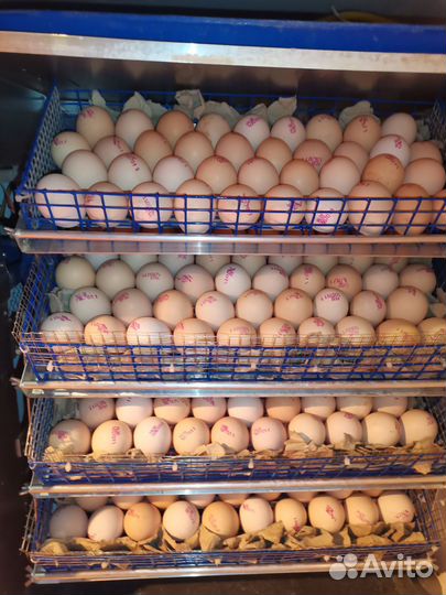 Цыплята бройлеры