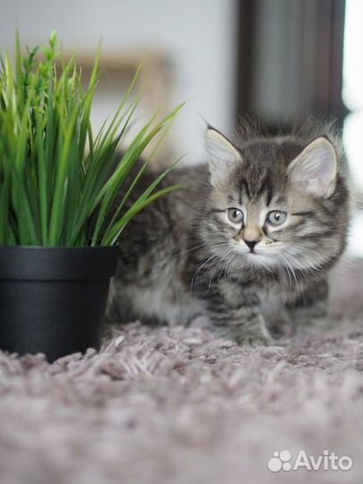 Сибирские котята