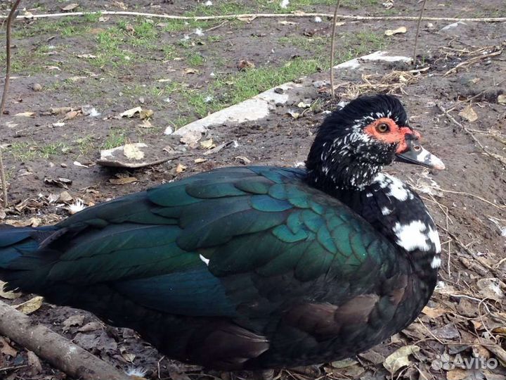 Селезень индоутки